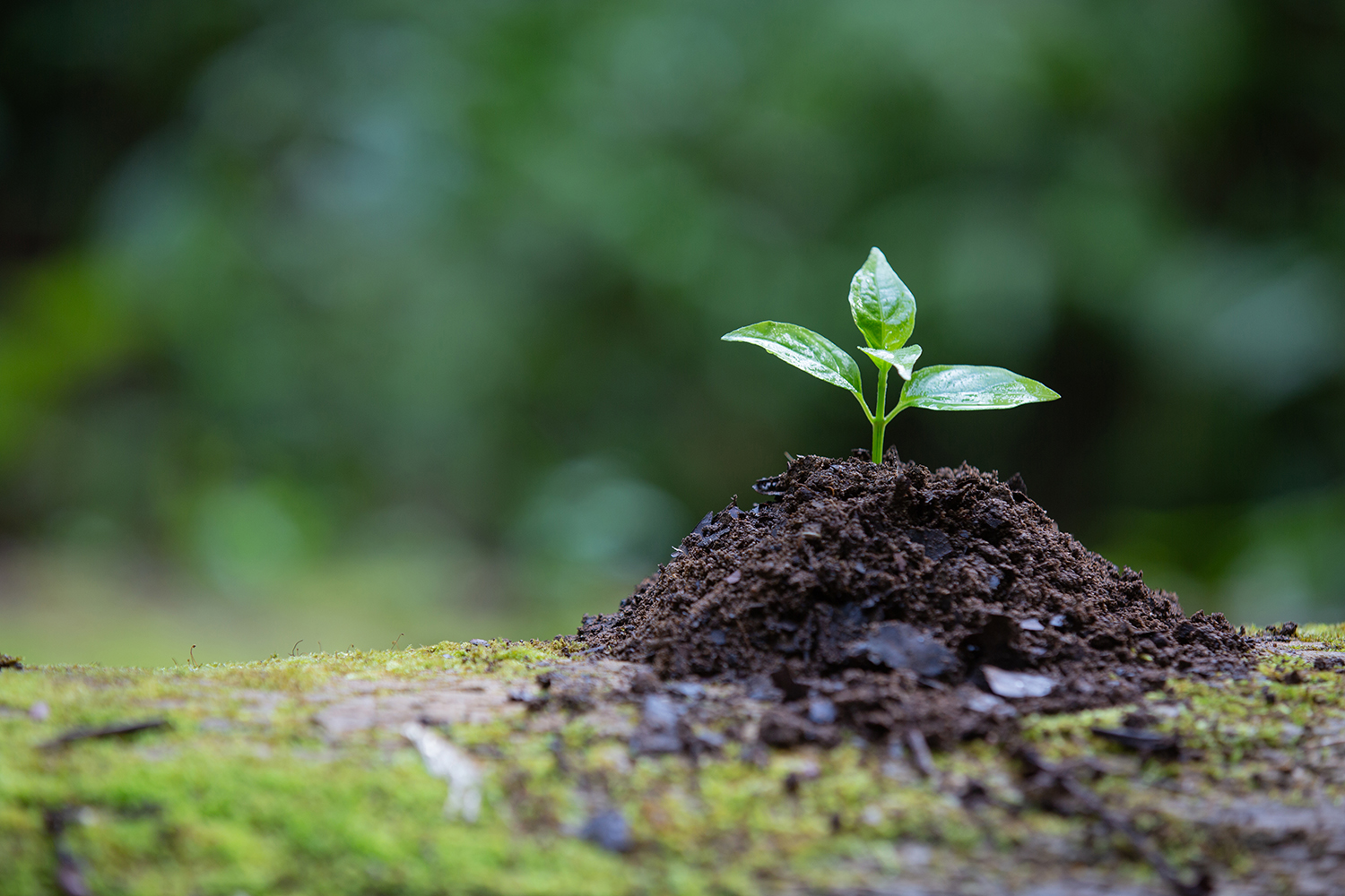 Benefici biostimolanti nell’agricoltura