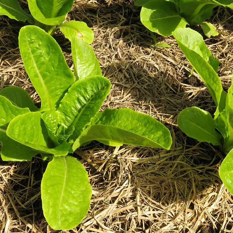 Concime organico: la torba