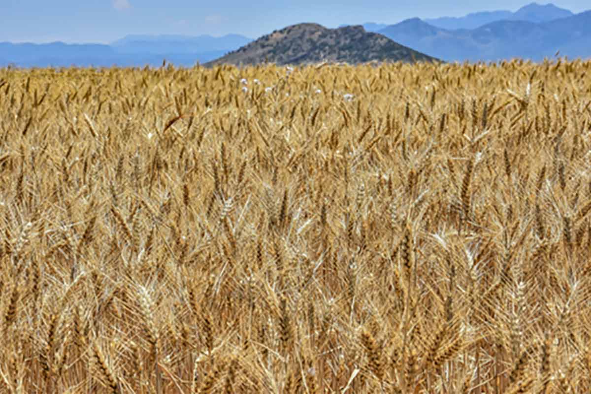 vendita concimi per grano