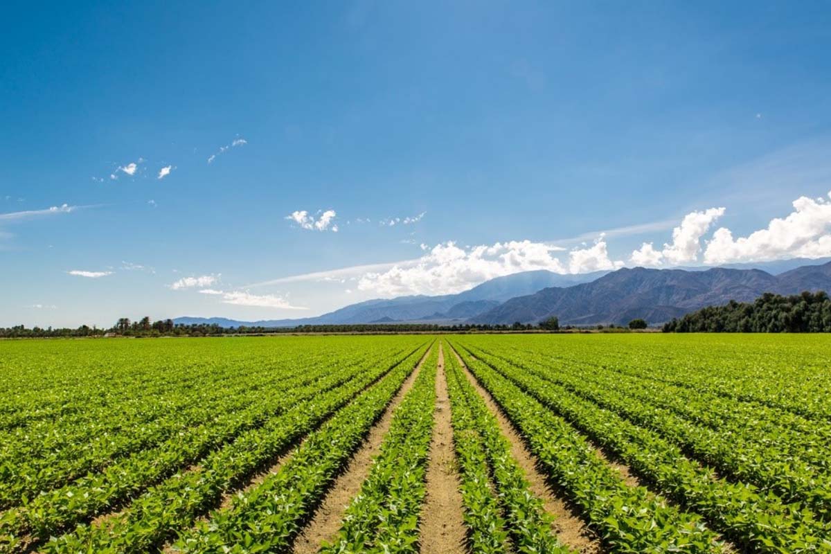 vendita concimi per agricoltura biologica