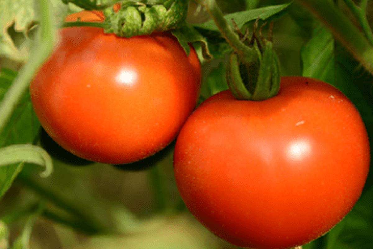 vendita concimi per pomodoro