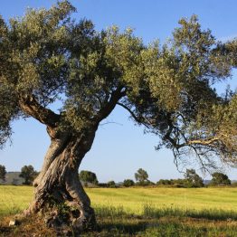 Olivi-in-Puglia