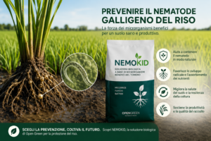 Nematode galligeno del riso: come prevenirlo con i microrganismi benefici del suolo